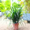 Buy Dracaena Draco "3 Shoot" - Plant from Nursery Nisarga