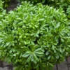 Buy Green Pittosporum Tobira "Japanese Cheesewood"- Plant from Nursery Nisarga