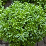 Buy Green Pittosporum Tobira "Japanese Cheesewood"- Plant from Nursery Nisarga
