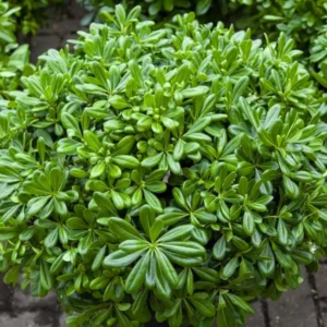 Buy Green Pittosporum Tobira "Japanese Cheesewood"- Plant from Nursery Nisarga