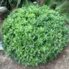 Buy Green Pittosporum Tobira "Japanese Cheesewood"- Plant from Nursery Nisarga