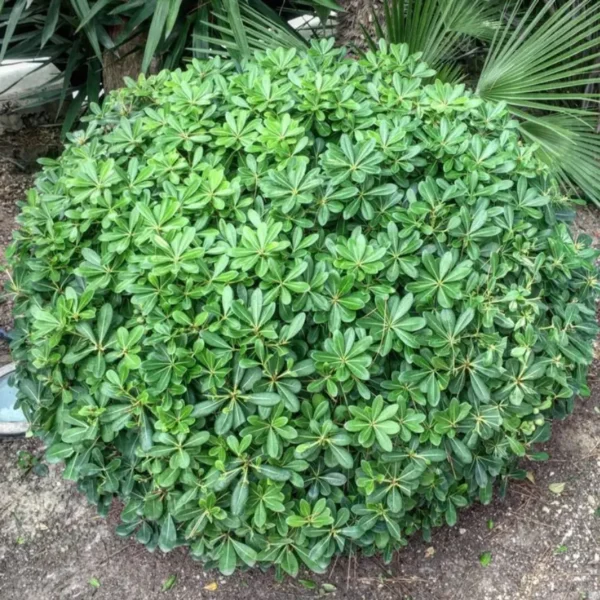 Buy Green Pittosporum Tobira "Japanese Cheesewood"- Plant from Nursery Nisarga