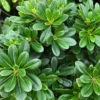 Buy Green Pittosporum Tobira "Japanese Cheesewood"- Plant from Nursery Nisarga