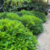 Buy Green Pittosporum Tobira "Japanese Cheesewood"- Plant from Nursery Nisarga