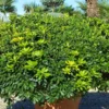 Buy Green Pittosporum Tobira "Japanese Cheesewood"- Plant from Nursery Nisarga