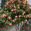 Buy Imported Camellia, "Camellia Japonica" - Plant from Nursery Nisarga