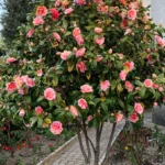 Buy Imported Camellia, "Camellia Japonica" - Plant from Nursery Nisarga