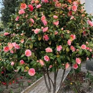 Buy Imported Camellia, "Camellia Japonica" - Plant from Nursery Nisarga