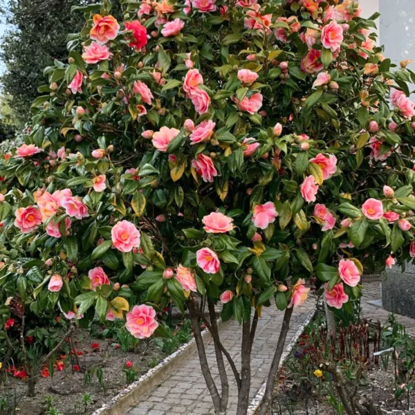 Buy Imported Camellia, "Camellia Japonica" - Plant from Nursery Nisarga