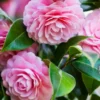 Buy Imported Camellia, "Camellia Japonica" - Plant from Nursery Nisarga