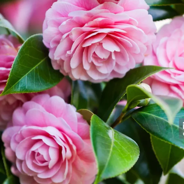 Buy Imported Camellia, "Camellia Japonica" - Plant from Nursery Nisarga