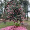Buy Imported Camellia, "Camellia Japonica" - Plant from Nursery Nisarga
