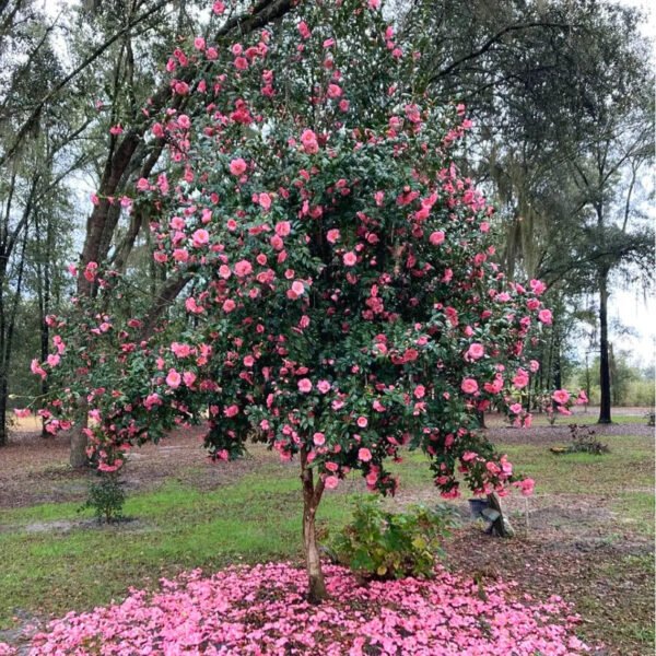 Buy Imported Camellia, "Camellia Japonica" - Plant from Nursery Nisarga