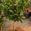Buy Imported Camellia, "Camellia Japonica" - Plant from Nursery Nisarga