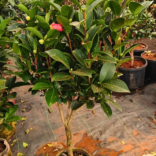 Buy Imported Camellia, "Camellia Japonica" - Plant from Nursery Nisarga