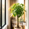 Buy Pachira Aquatica "Braided" | Money Tree - Plant online at Nursery Nisarga