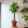 Buy Pachira Aquatica "Braided" | Money Tree - Plant online at Nursery Nisarga