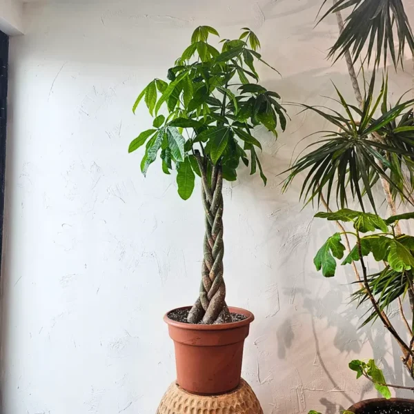 Buy Pachira Aquatica "Braided" | Money Tree - Plant online at Nursery Nisarga