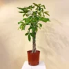 Buy Pachira Aquatica "Braided" | Money Tree - Plant online at Nursery Nisarga