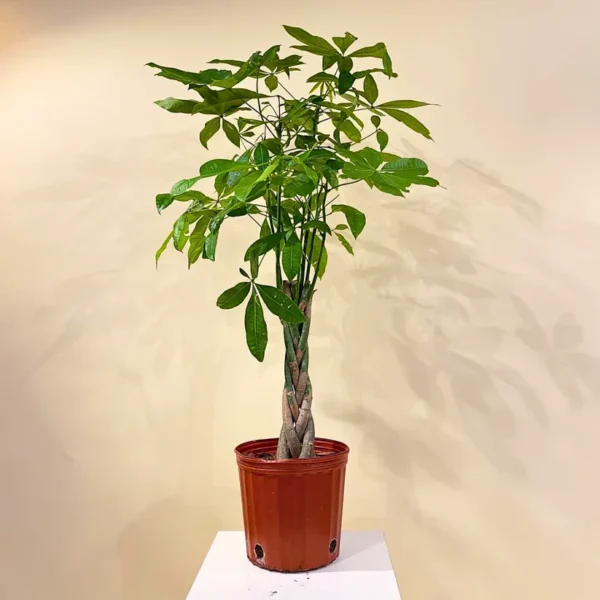 Buy Pachira Aquatica "Braided" | Money Tree - Plant online at Nursery Nisarga