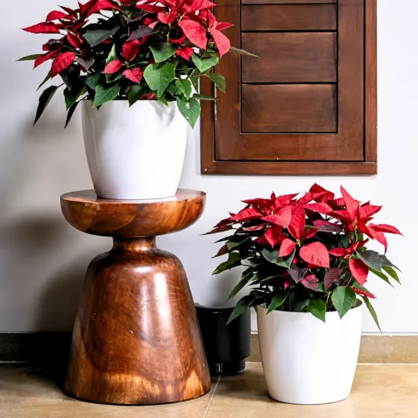 Buy Harshdeep Premium Valencia 11 - Planter from Nursery Nisarga