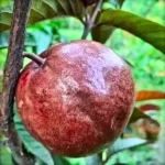 Buy Apple Cross Guava "Psidium Guajava"- Plant From Nursery Nisarga