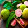 Buy Apple Cross Guava "Psidium Guajava"- Plant From Nursery Nisarga