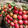 Buy Apple Cross Guava "Psidium Guajava"- Plant From Nursery Nisarga