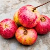 Buy Apple Cross Guava "Psidium Guajava"- Plant From Nursery Nisarga