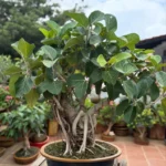 Buy Bonsai Banyan Tree (Bargad) "Ficus Benghalensis" -Plant from Nursery Nisarga