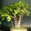 Buy Bonsai Banyan Tree (Bargad) "Ficus Benghalensis" -Plant from Nursery Nisarga