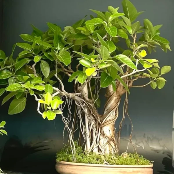 Buy Bonsai Banyan Tree (Bargad) "Ficus Benghalensis" -Plant from Nursery Nisarga