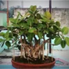 Buy Bonsai Banyan Tree (Bargad) "Ficus Benghalensis" -Plant from Nursery Nisarga
