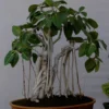 Buy Bonsai Banyan Tree (Bargad) "Ficus Benghalensis" -Plant from Nursery Nisarga