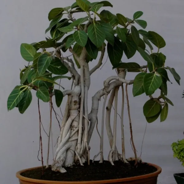 Buy Bonsai Banyan Tree (Bargad) "Ficus Benghalensis" -Plant from Nursery Nisarga