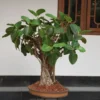 Buy Bonsai Banyan Tree (Bargad) "Ficus Benghalensis" -Plant from Nursery Nisarga
