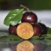 Buy Manila Tennis Ball Cherry "Cherries Grafted" - Plant from Nursery Nisarga