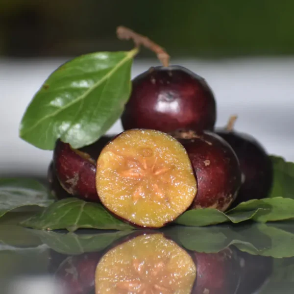 Buy Manila Tennis Ball Cherry "Cherries Grafted" - Plant from Nursery Nisarga
