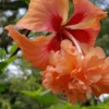 Buy Orange Jhumka Hibiscus "Double Flowering"- Plant from Nursery Nisarga