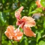 Buy Orange Jhumka Hibiscus "Double Flowering"- Plant from Nursery Nisarga