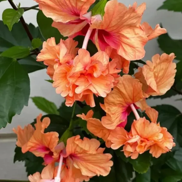 Buy Orange Jhumka Hibiscus "Double Flowering"- Plant from Nursery Nisarga