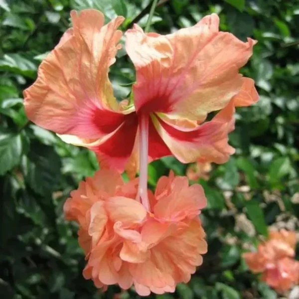 Buy Orange Jhumka Hibiscus "Double Flowering"- Plant from Nursery Nisarga