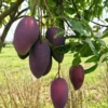 Buy Kasturi Mango "Mangifera casturi" – Plant from Nursery Nisarga