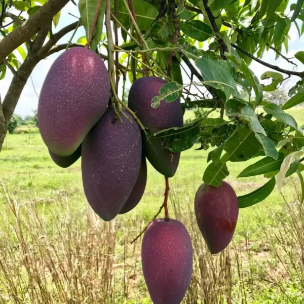 Buy Kasturi Mango "Mangifera casturi" – Plant from Nursery Nisarga