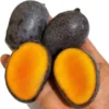 Buy Kasturi Mango "Mangifera casturi" – Plant from Nursery Nisarga