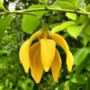 Buy Kathali Champa "Artabotrys hexapetalus"- Plant from Nursery Nisarga