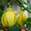 Buy Kathali Champa "Artabotrys hexapetalus"- Plant from Nursery Nisarga