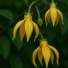 Buy Kathali Champa "Artabotrys hexapetalus"- Plant from Nursery Nisarga
