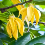 Buy Kathali Champa "Artabotrys hexapetalus"- Plant from Nursery Nisarga