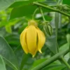 Buy Kathali Champa "Artabotrys hexapetalus"- Plant from Nursery Nisarga